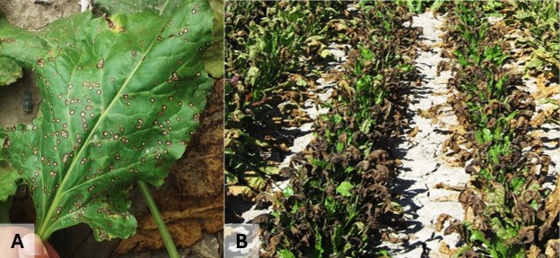 Two side-by-side photos of sugarbeet leaves affected by Cercospora leaf spot.
